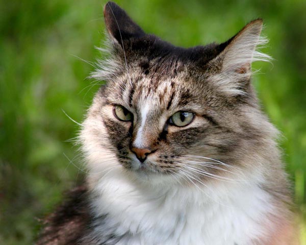 кот
